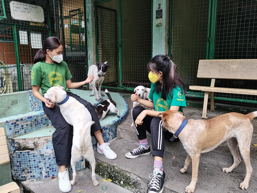 dog volunteers