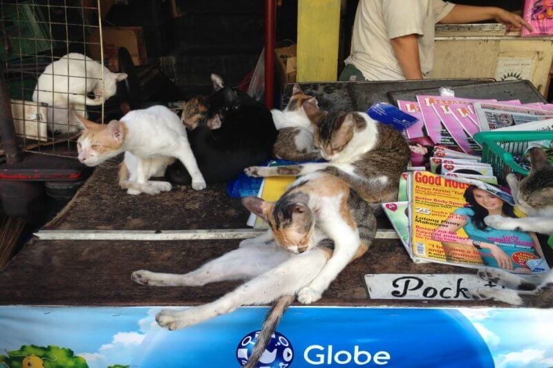 newly neutered cats at a newspaper stand in pasay. 800x533